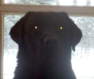 my labrador dog